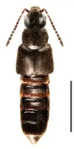 Gnypeta carbonaria