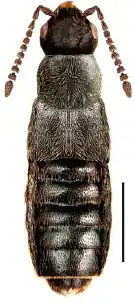 Gnypeta groenlandica