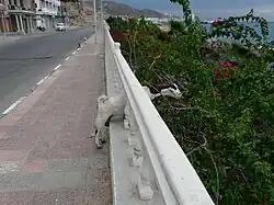 Коза пытается достать пищу из огороженного от коз оазиса.Старый Город Эль-Мукаллы.