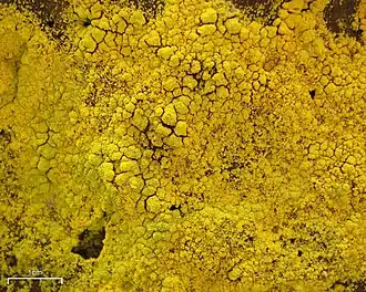 Хризотрикс свечеобразный