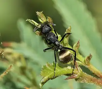 Муравей-древоточец Camponotus sericeus