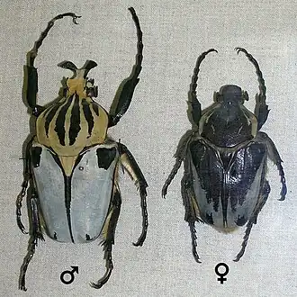 Самец и самка