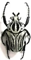 Самец Goliathus orientalis preissei