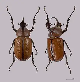 Самец Golofa claviger