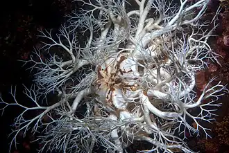 Gorgonocephalus eucnemis14 января 2019