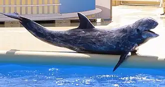 Серый дельфин в Marine World Uminonakamichi[англ.], Фукуока, Япония