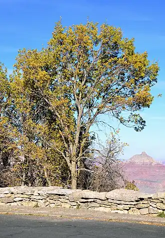 Общий вид растения в национальном парке Гранд-Каньон, штат Аризона, США