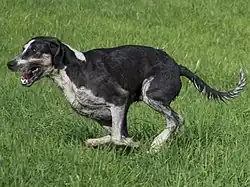 Англо-французская заячья гончая