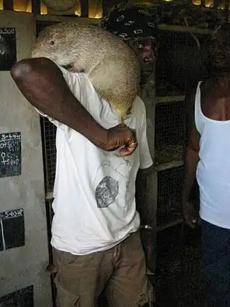 Большая тростниковая крыса в районе Овендо, Габон