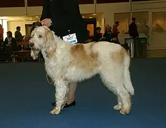 Большой вандейский гриффон