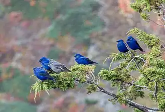 Лазоревые птицы в Непале