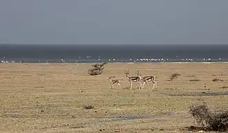 Вид на озеро Абията с востока в 2015 году.