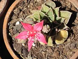 Graptopetalum bellum
