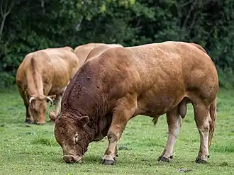 Бык лимузинской породы