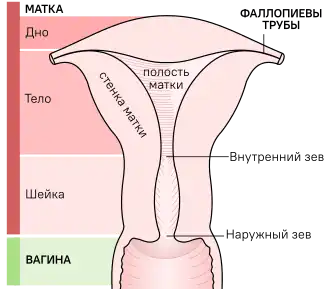 Грубая схема частей матки