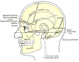 Вид головы сбоку.Область сосцевидного отростка (Mastoid process) расположена за ухом
