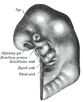 Схематическое изображение зародыша, обозначены первая, вторая и третья жаберные дуги.