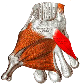 Мышца, противопоставляющая мизинец изображена справа