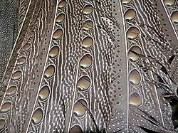 Глазчатые пятна на маховых перьях крыльев большого аргуса, который распускает перед самками не хвост, а крылья