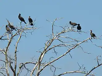 Колония больших бакланов