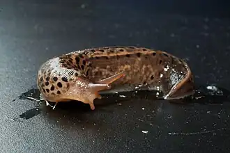 Большой придорожный слизень (Limax maximus)