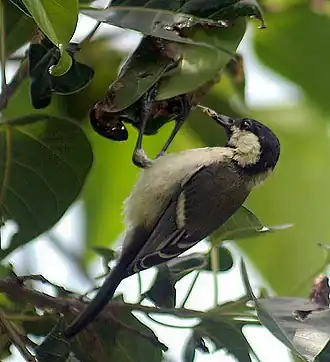Серая синица
