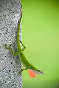 Североамериканский красногорлый анолис (Anolis carolinensis)