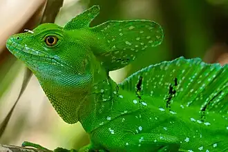 Basiliscus plumifrons