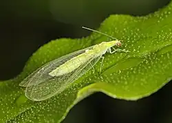 Chrysoperla rufilabris