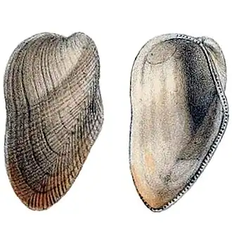 Створки Gregariella difficilis