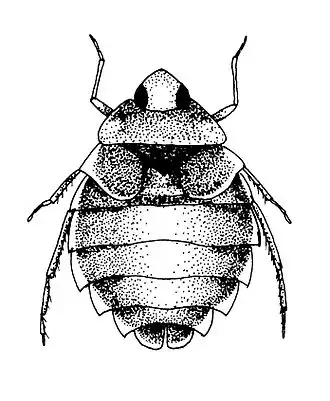 Плавт летний