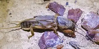 Особь неопределенного пола