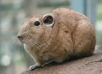 Гунди (Ctenodactylus gundi)