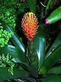 Guzmania conifera