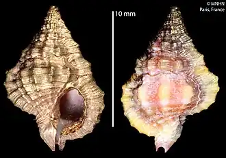 Раковина Gyrineum roseum