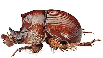 Болбелязм однорогий