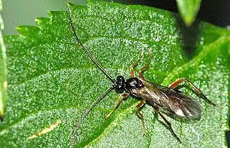 Hadrodactylus paludicola