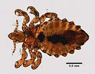 Haematopinus eurysternus, самец