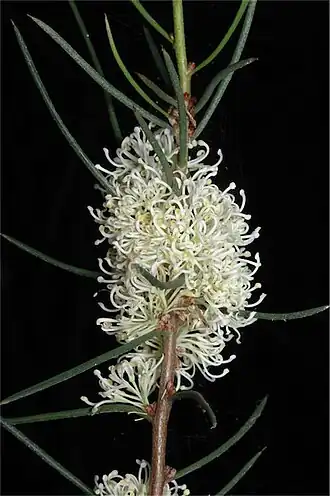 Hakea candolleana в Австралийском национальном ботаническом саду.