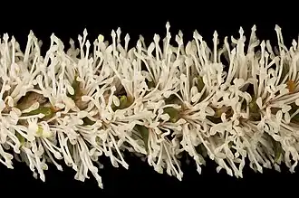 Цветущая ветвь H. costata.