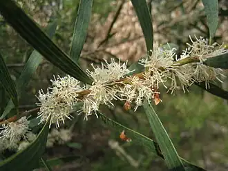 Цветущая Hakea dactyloides.