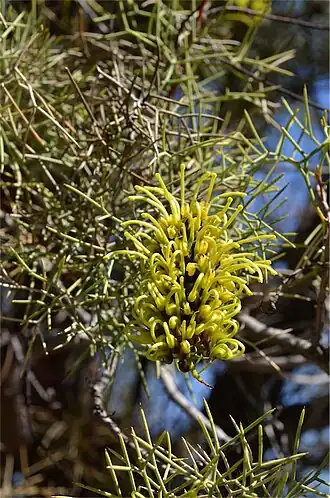 Hakea divaricata близ Алис-Спрингс.