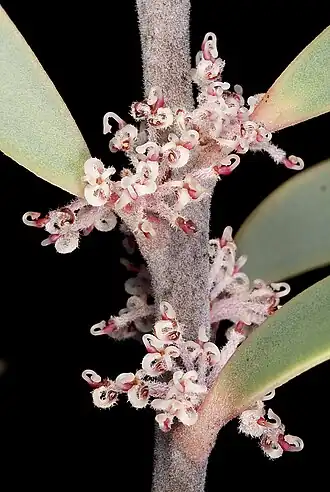Цветущая Hakea incrassata.