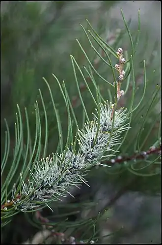 Hakea lehmanniana в культуре.