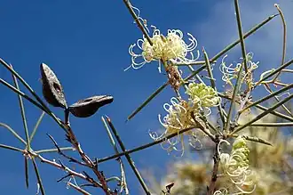 Цветы Hakea leucoptera в окрестностях Уанааринга (Новый Южный Уэльс).