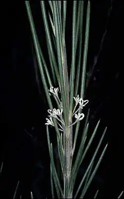 Цветы и листья H. macrorrhyncha.