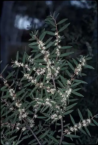 Цветущая Hakea marginata.