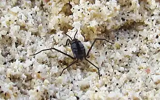 Клоп-водомерка рода Halobates (Гавайские острова)