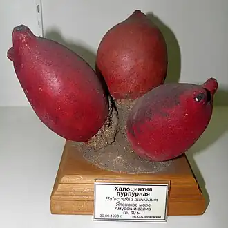 Halocynthia aurantium в Научном музее ДВФУ (город Владивосток)