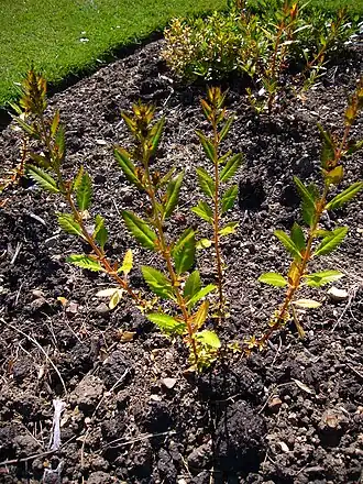 Сланоягодник прямостоячий